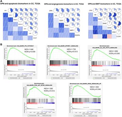 Biological and Clinicopathological Characteristics of OPN in Cervical Cancers